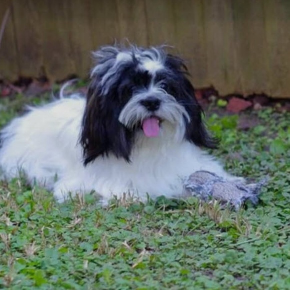 Meet your Posher, Jj - Picture 1 of 2